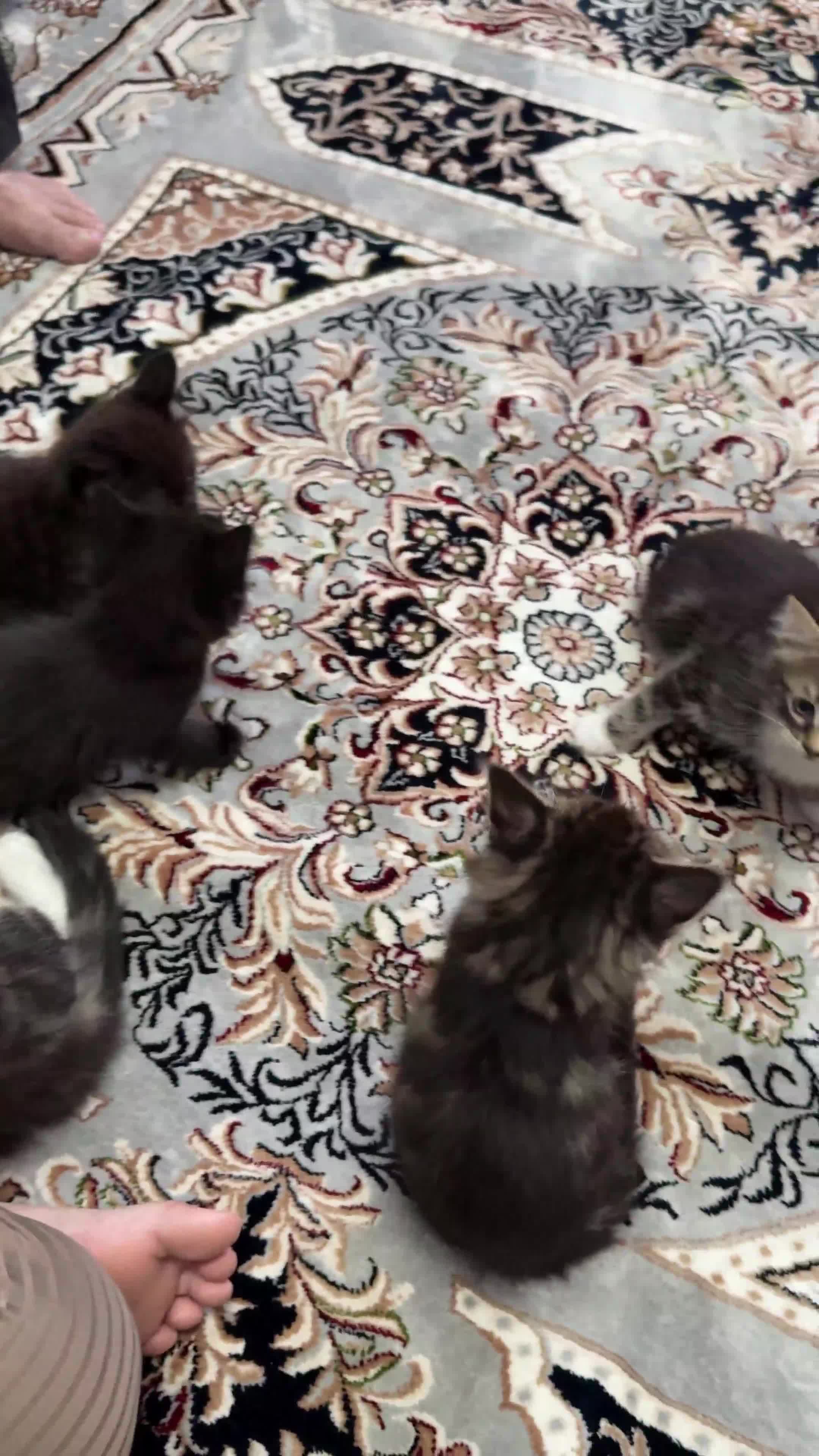 Mixed Breed cats for sale: Adorable kittens - Video 1