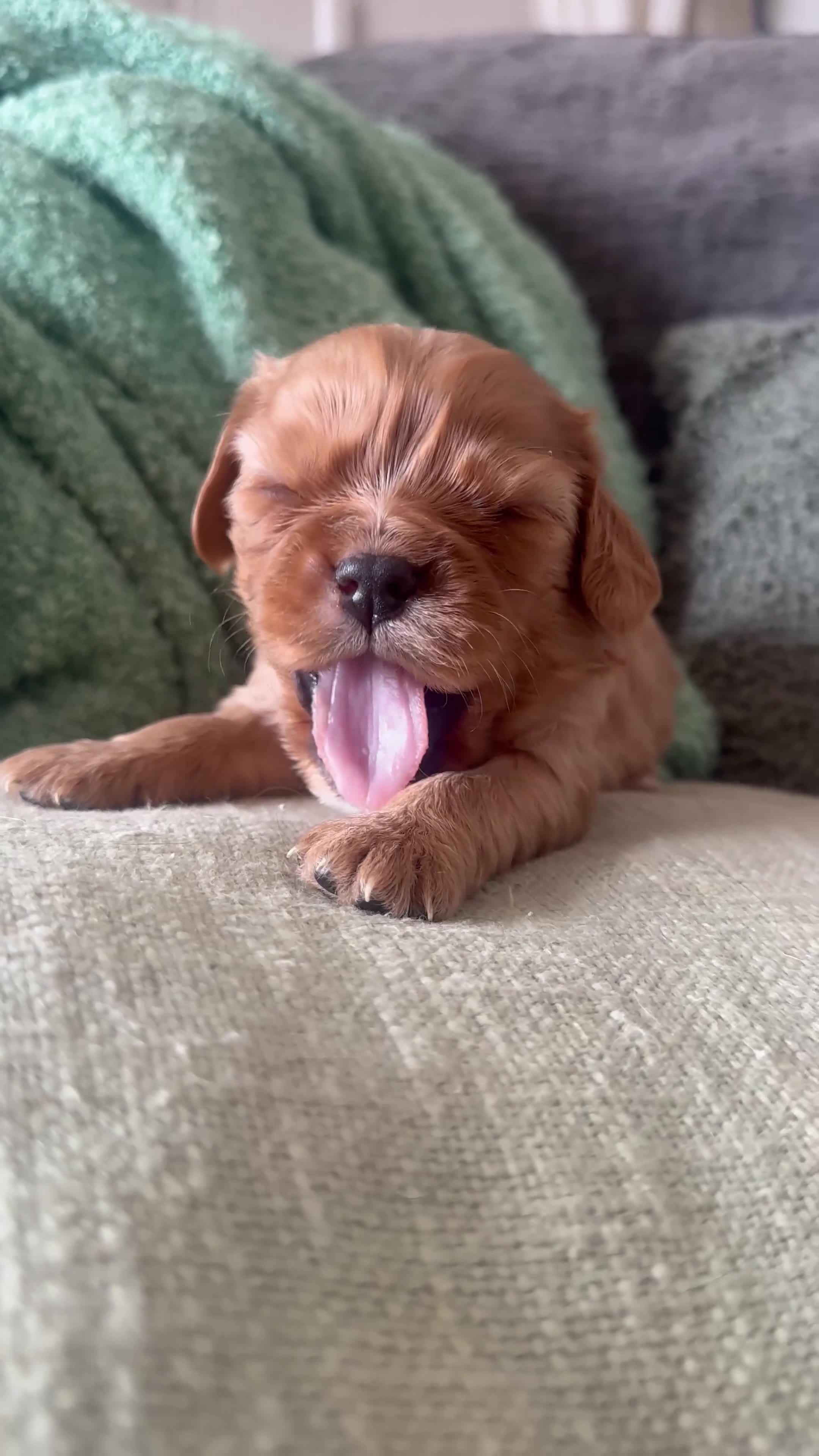 Cavalier King Charles Spaniel dogs for stud: KC BCA Clear Health Tested Black & Tan CKCS Stud - Video 1