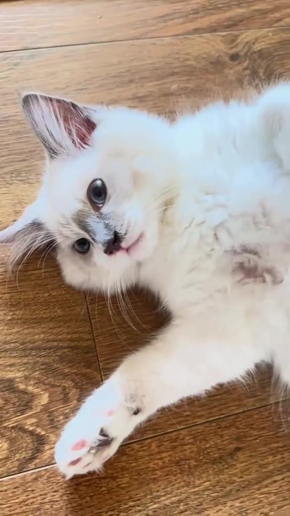 Ragdoll cats for sale: Handsome playful Ragdoll Kitten - Male - Video 1