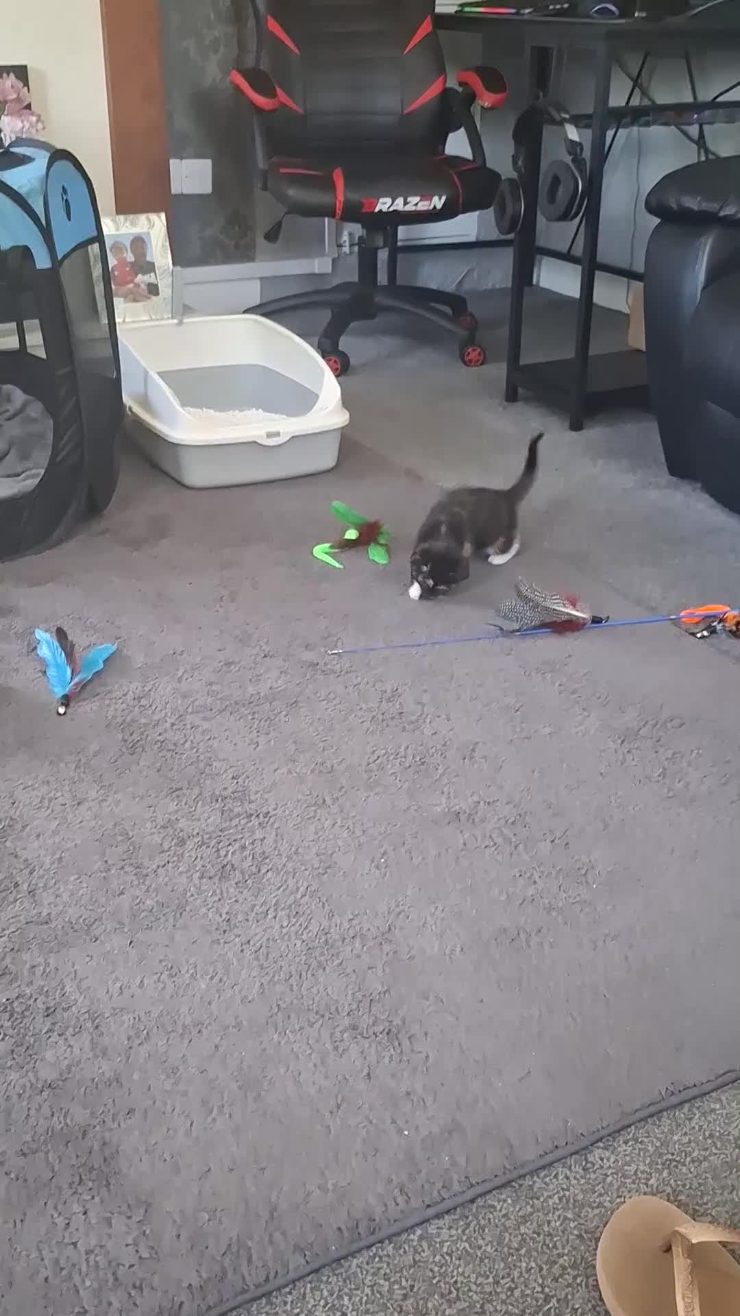 Mixed Breed cats for sale: 3 absolutely stunnimg kittens - Video 5
