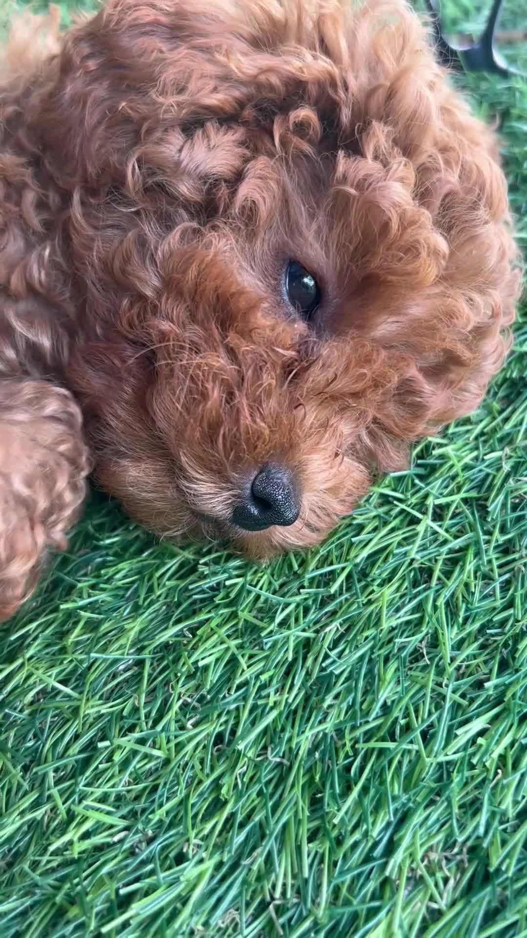 Toy Poodle dogs for sale: Cutest and smallest Girl  in the litter ❤️❤️❤️ - Video 1