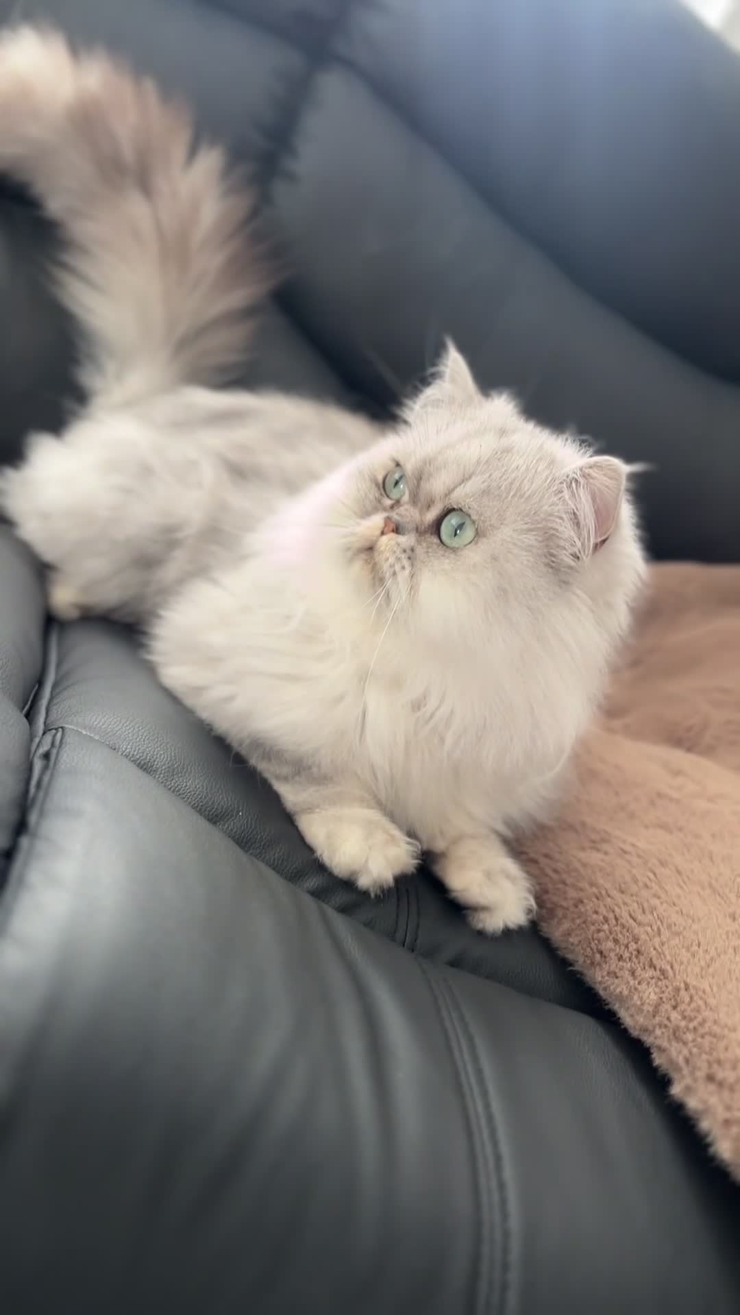 Persian cats for sale: Persian Male Cat - Video 3