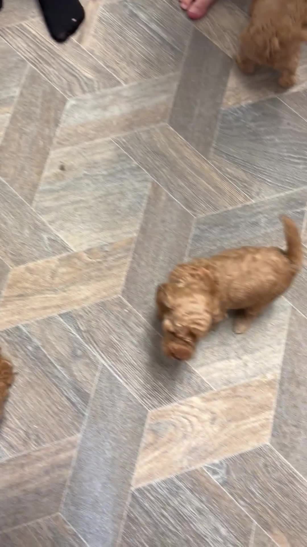 Miniature Poodle dogs for sale: Miniture poodles - READY TO LEAVE!!   - Video 1