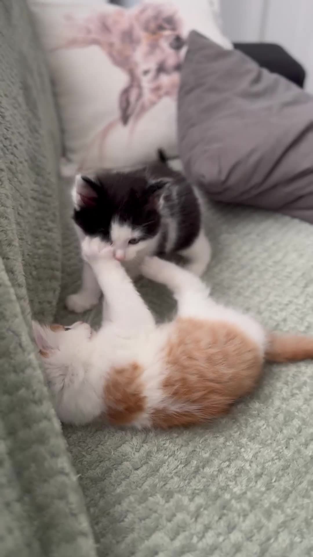 Domestic Shorthair cats for sale: Beautiful and adorable kittens for sale☺️ - Video 1