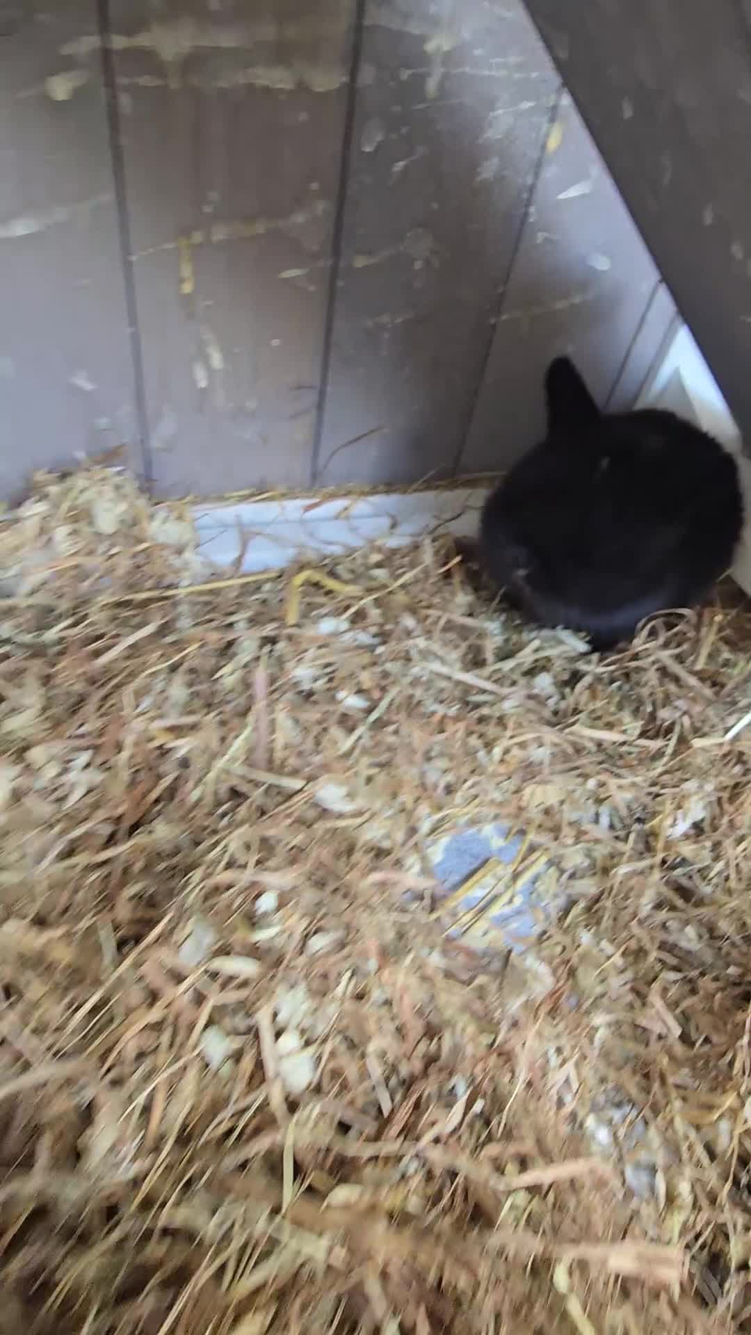 Mini Lop rabbits for sale: Mini lop rabbits  - Video 1