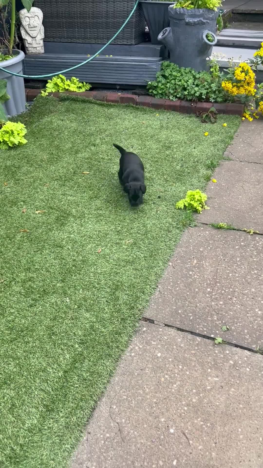 Patterdale Terrier dogs for sale: Patterdale girl in Coatbridge - Video 4