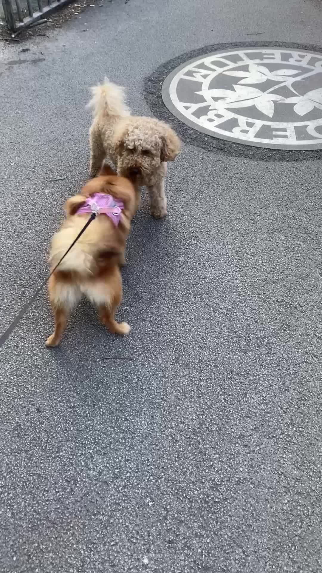 German Spitz dogs for sale: German Spitz - Video 2