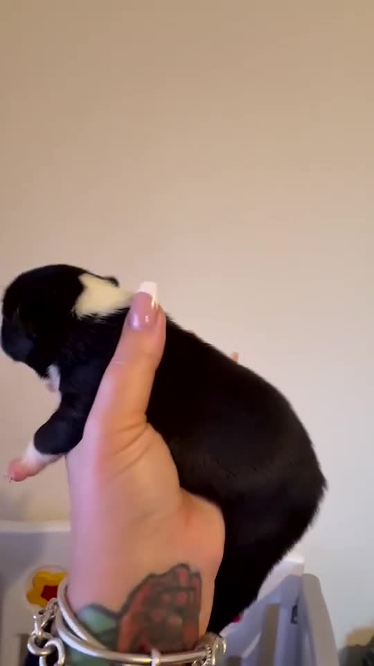 Boston Terrier dogs for sale: Quality Lines KC Registered Boston Terrier Puppies - Video 1