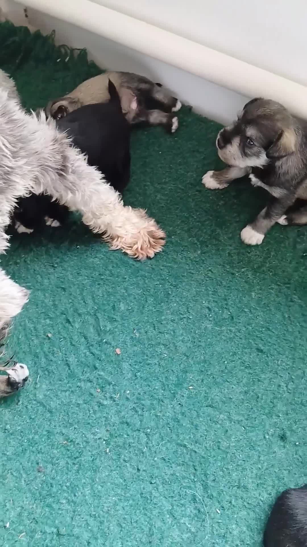 Miniature Schnauzer dogs for sale: Beautiful miniature shnauzers  - Video 1