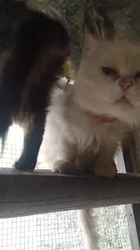 Persian cats for adoption: Agi, Persian and Carla, Persian cross, both aged 6 - Video 1