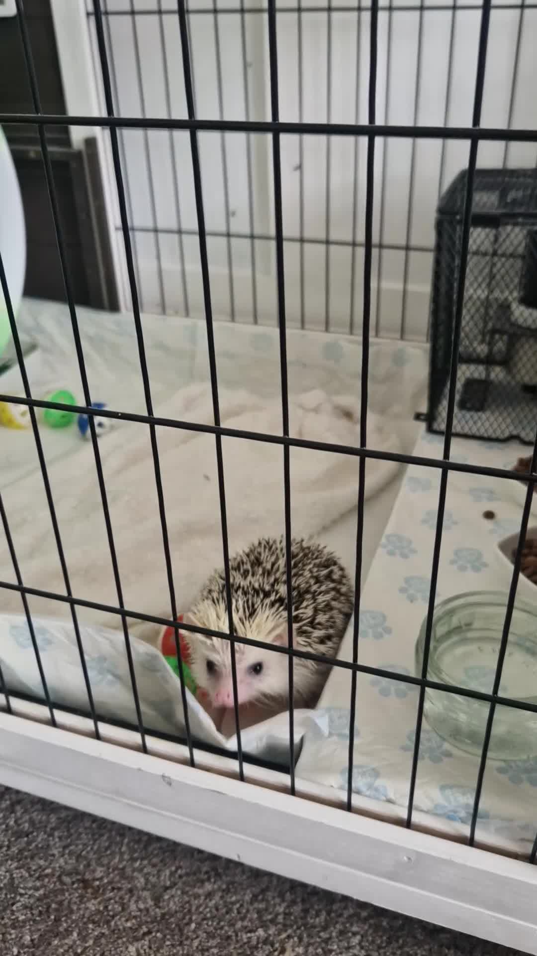 Pygmy Hedgehog rodents for sale: Pygmy Hedgehog, Male, 1 Year Old, Full Set Up - Video 1