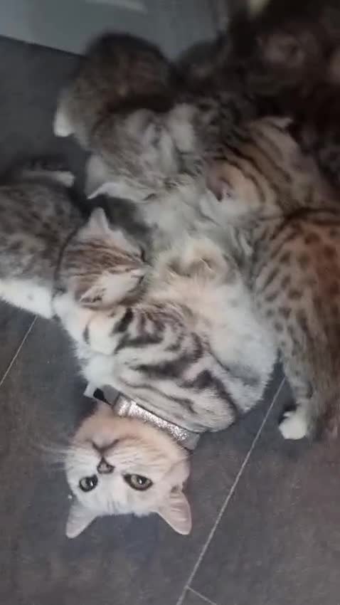 British Shorthair cats for sale: Beautiful BSH X SF || READY NOW ❗️❗️ - Video 1