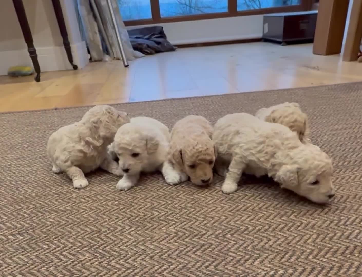 Poochon dogs for sale: POOPOOCHONS!  - Video 1