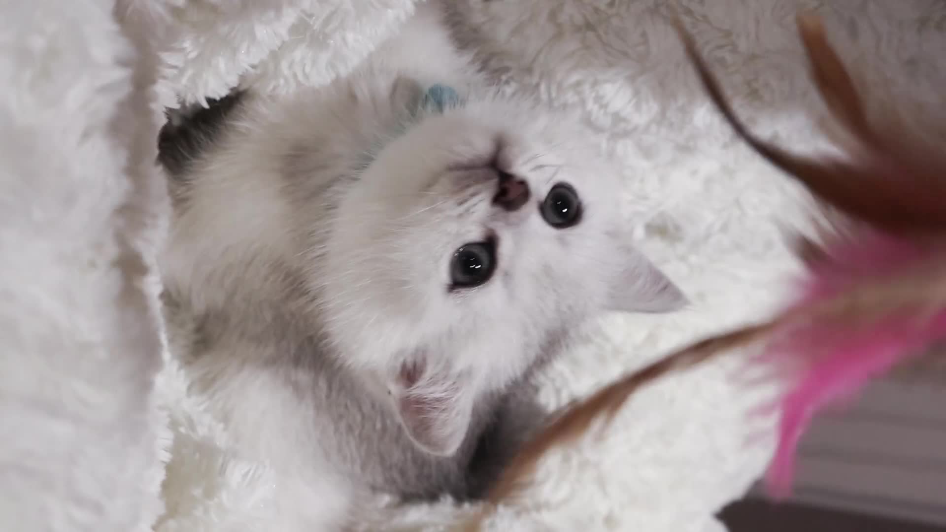 British Shorthair cats for sale:  Pedigree British shorthair with tica registered  - Video 1