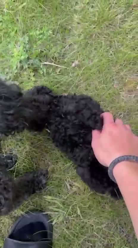 Toy Poodle dogs for sale: Gorgeous Black Asian Toy Poodle Boy - Ready Now 🐾 - Video 2