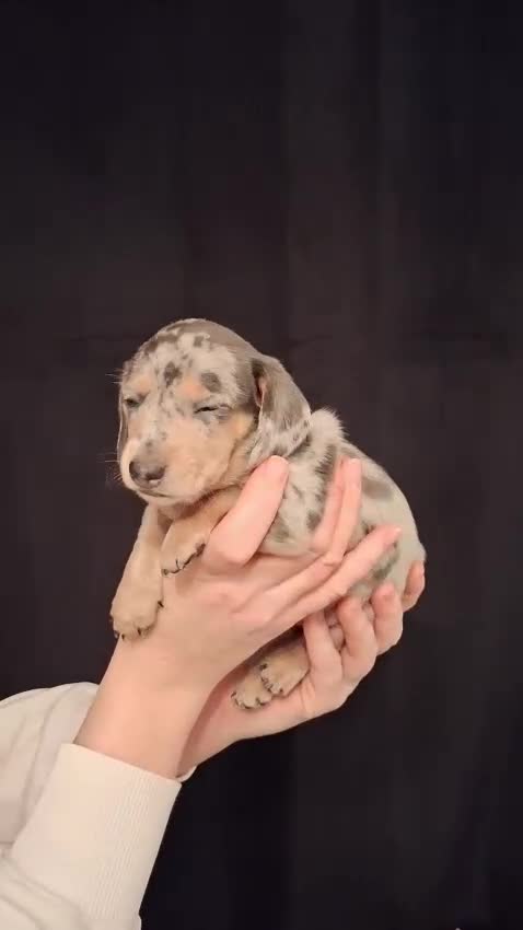 Miniature Dachshund dogs for sale: 1 remaining Beautuful mini short hair dachsund - Video 1