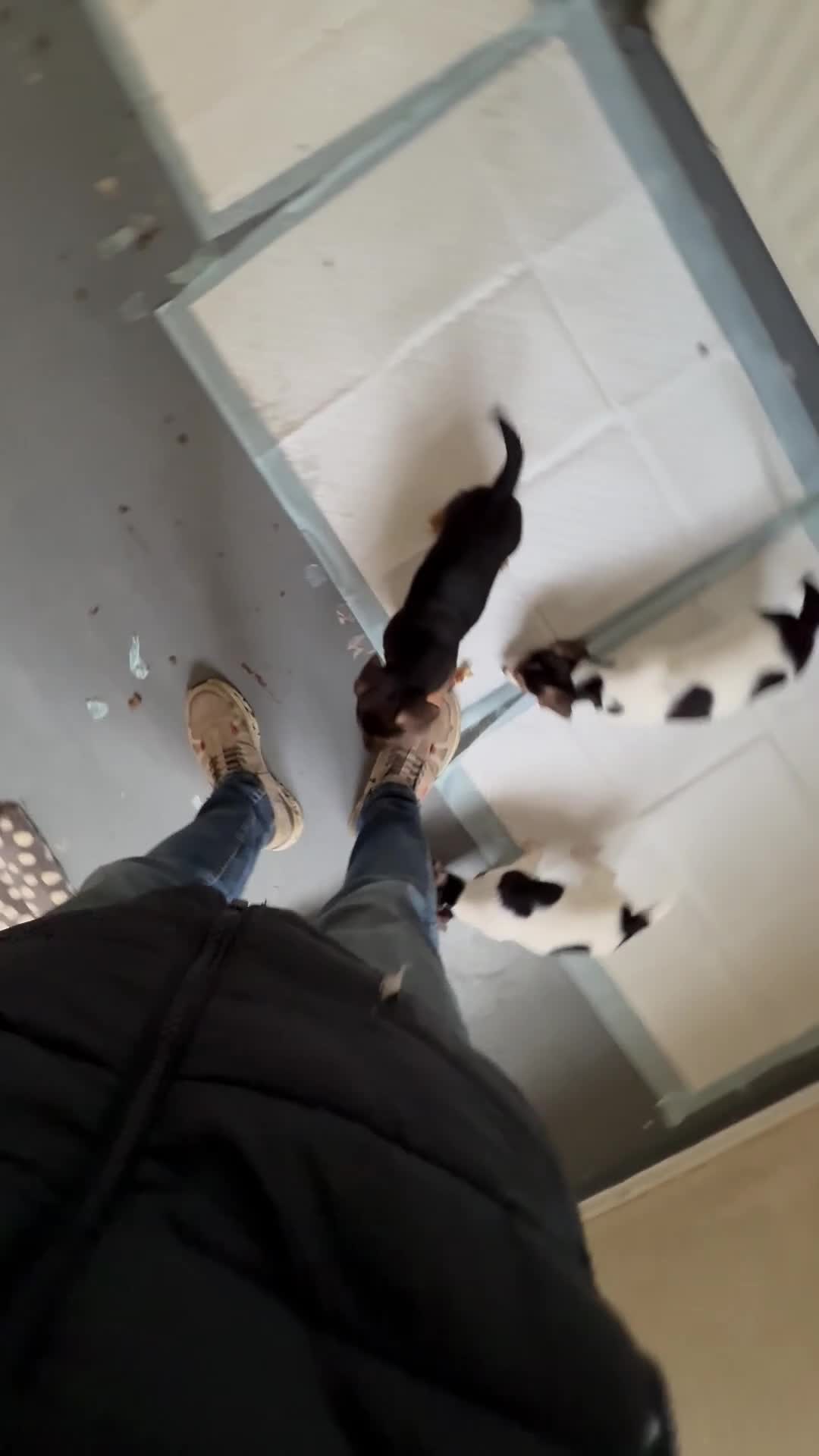 Mixed Breed dogs for sale: 5 beauties  - Video 2