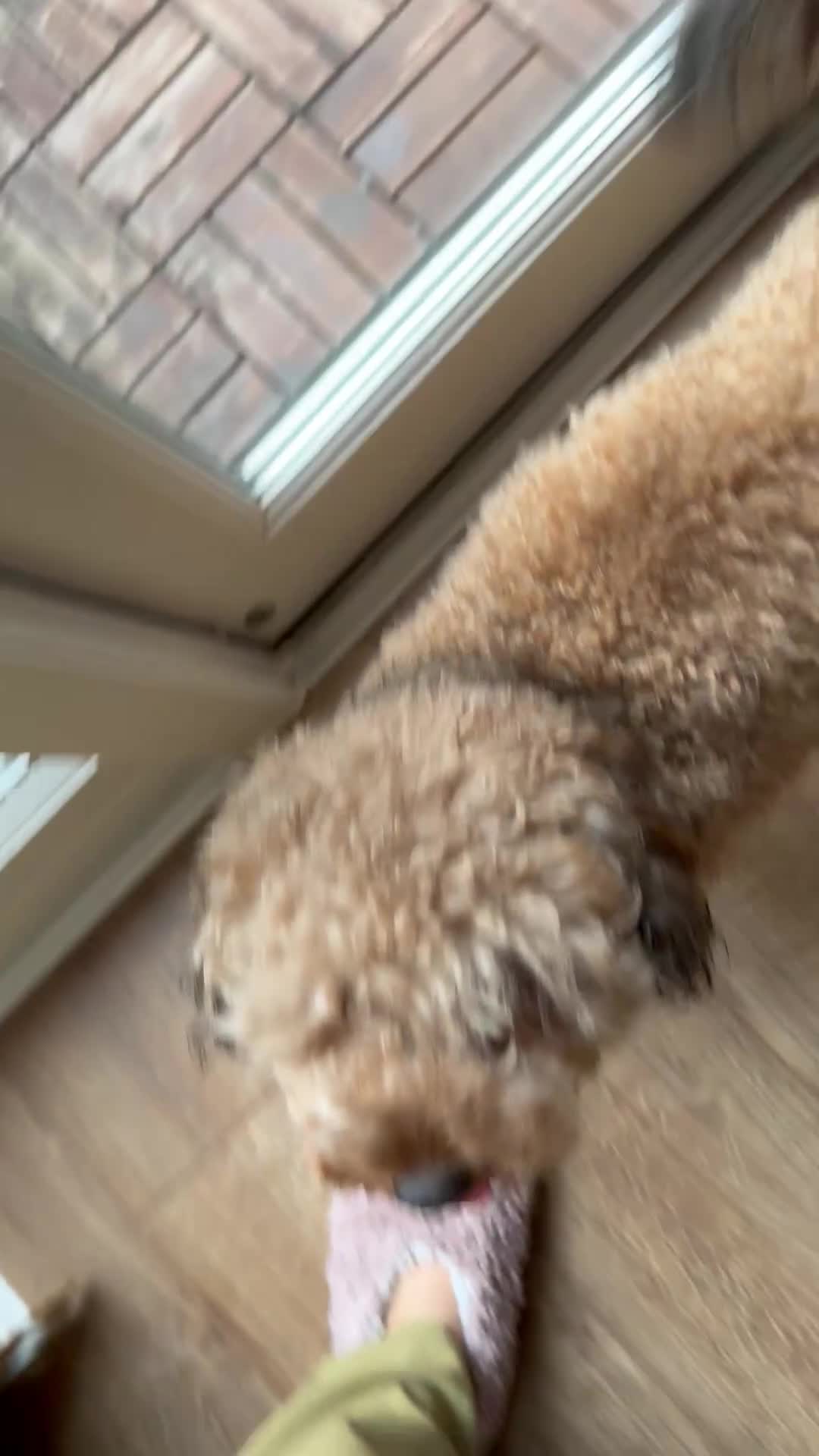 Cockapoo dogs for sale: Special Home Required for a Special Girl - Video 1
