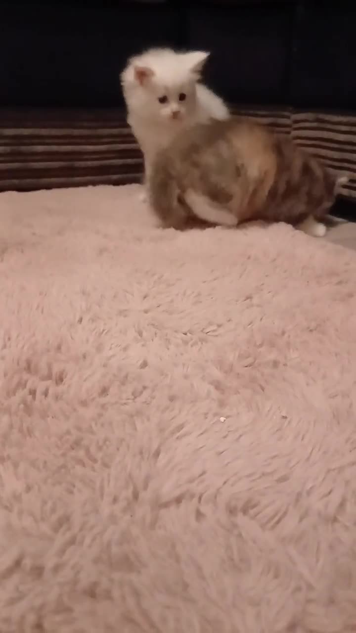 Maine Coon cats for sale: Mainecoon kittens  - Video 1