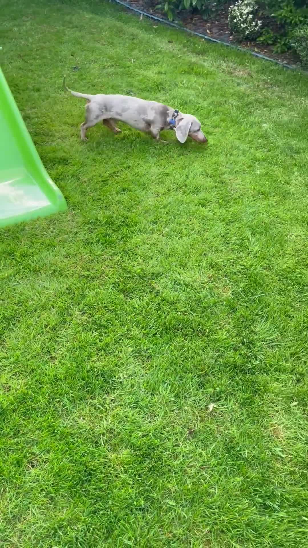 Miniature Dachshund dogs for sale: Miniature dachshund  - Video 1
