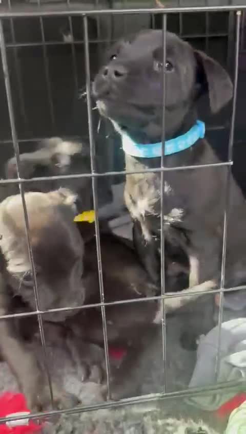 Patterdale Terrier dogs for sale: Pretty Patterdale Puppies  - Video 1