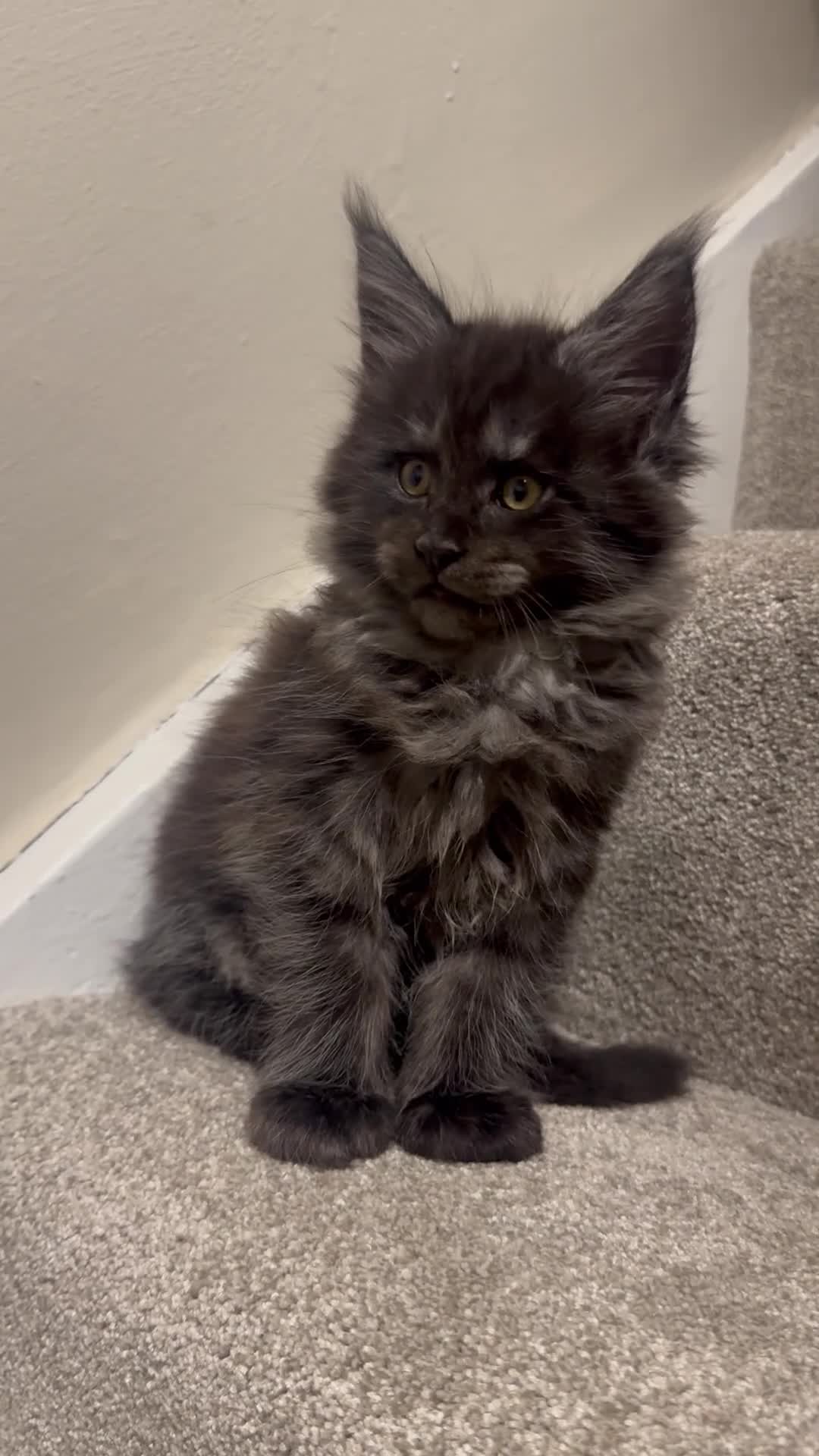 Maine Coon cats for sale: Maine coon kittens TICA  - Video 2