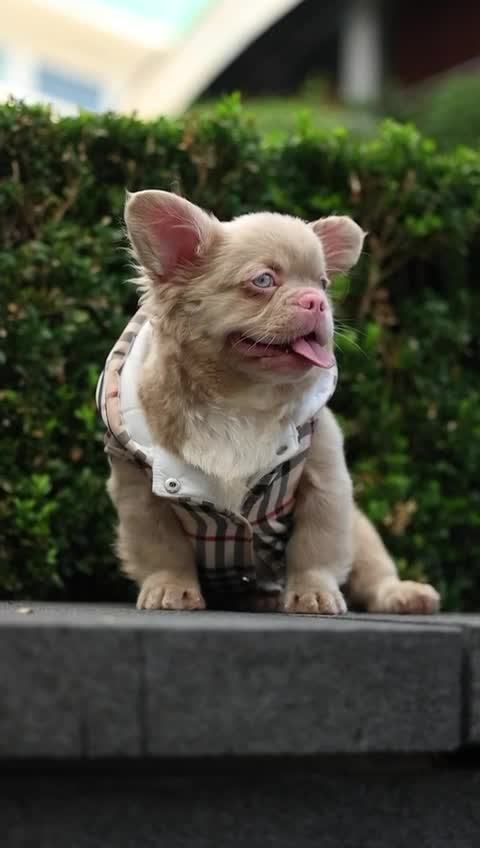 French Bulldog dogs for stud: ** VELVET CARAMEL PINK FULL FLUFFY!! in Birmingham - Video 2