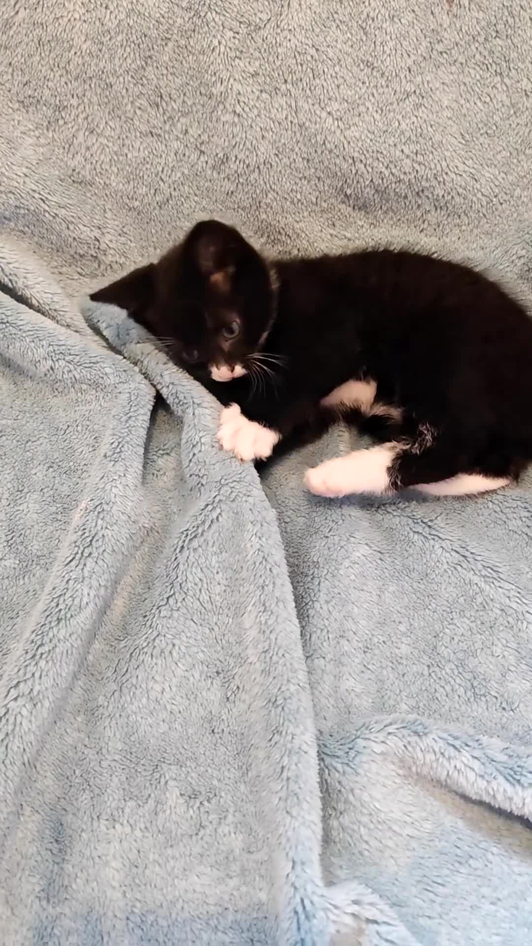 Mixed Breed cats for sale: MALE KITTENS VIDEOS - Video 5