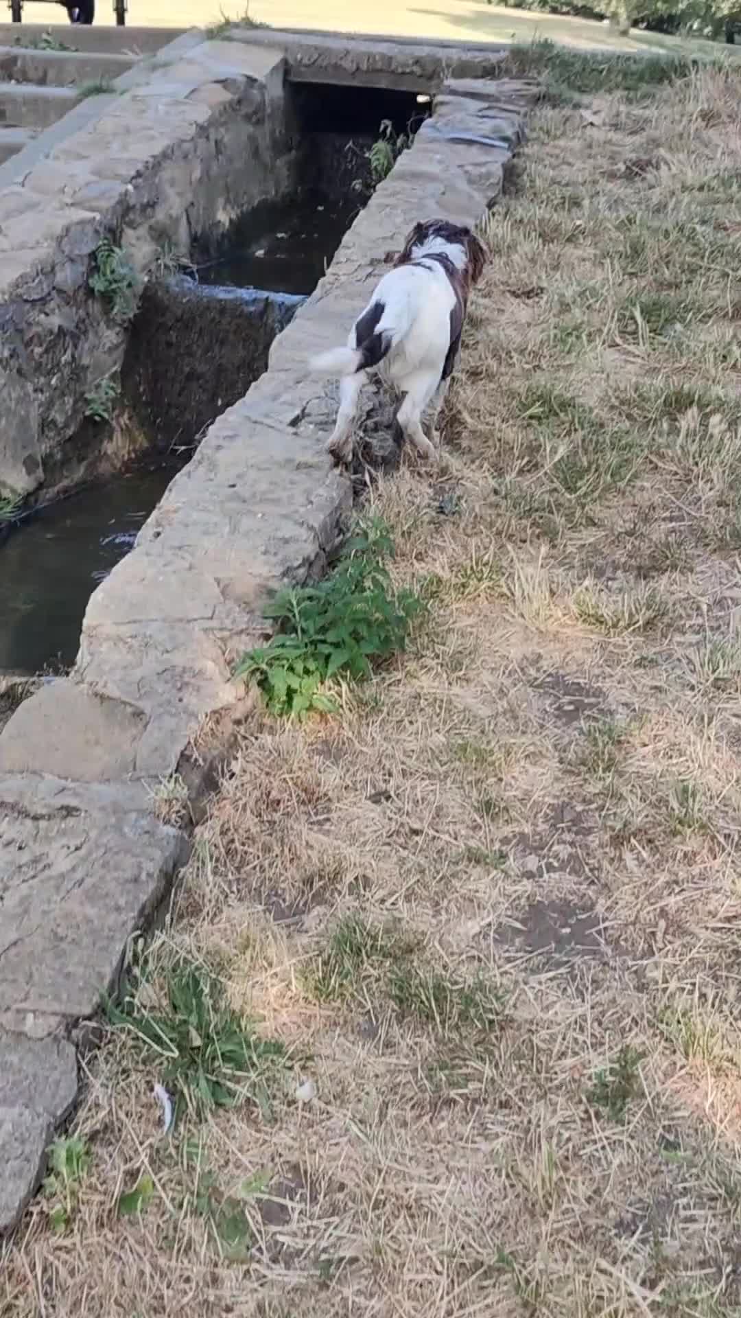 Cocker Spaniel dogs for sale: cocker spaniel called Milo  - Video 2