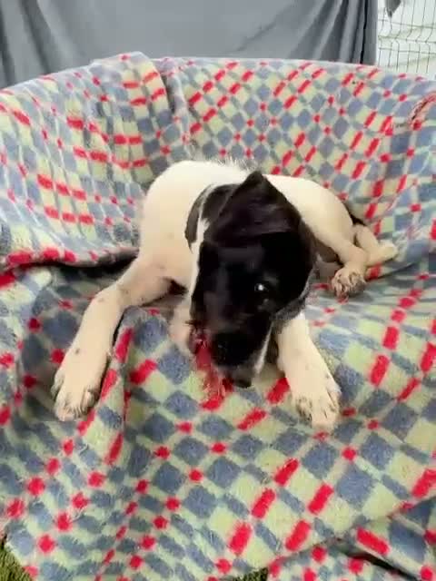 Mixed Breed dogs for adoption: Hairy Hayden - Video 1