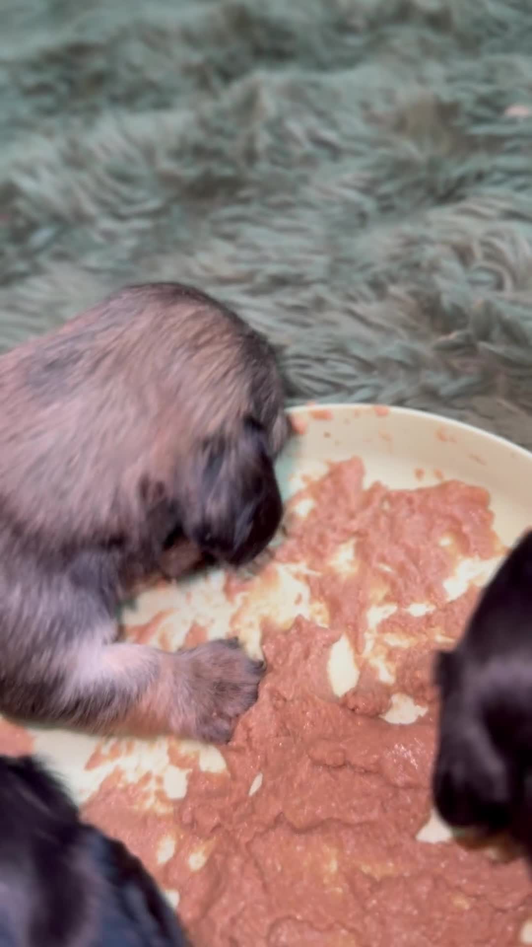 Miniature Dachshund dogs for sale: Black and cream long haired dachshunds - Video 1