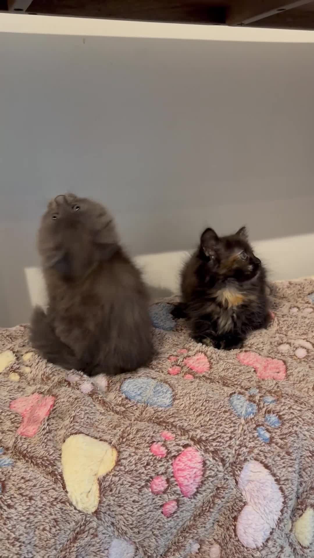 Siberian cats for sale: Full stunning siberian kittens for sale - Video 1