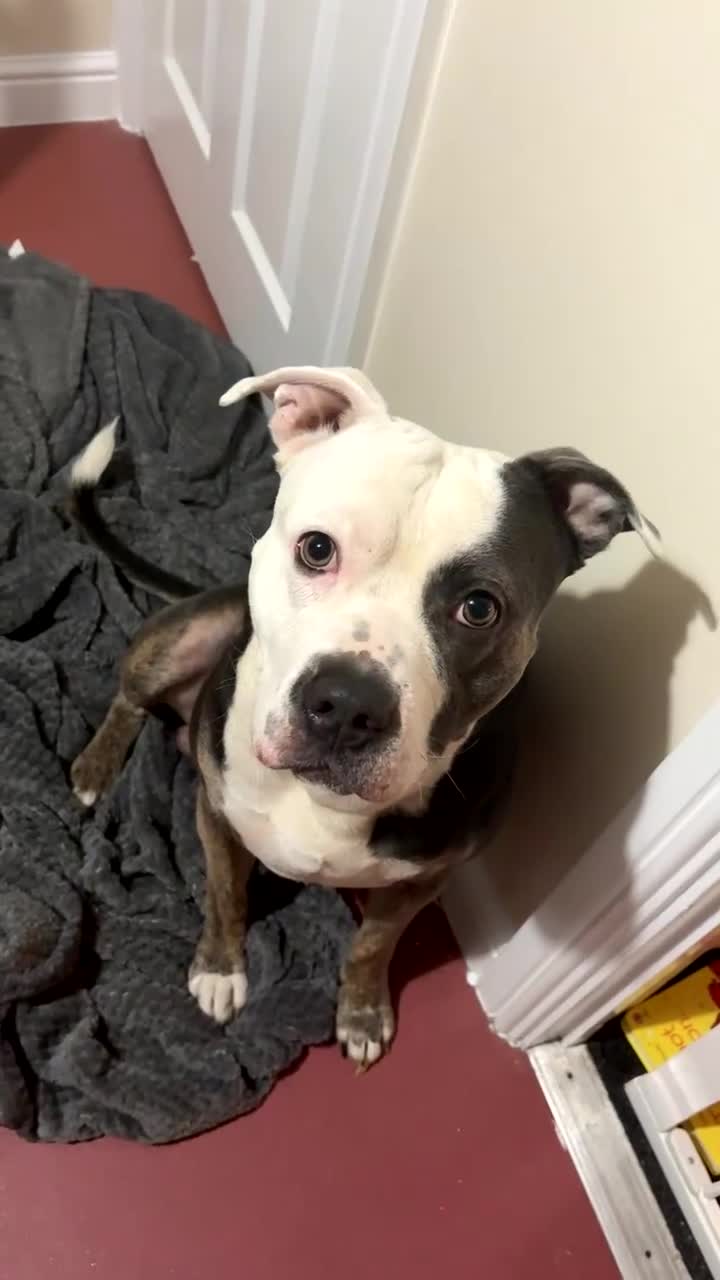 Mixed Breed dogs for sale: Staffy cross in Rotherham - Video 2