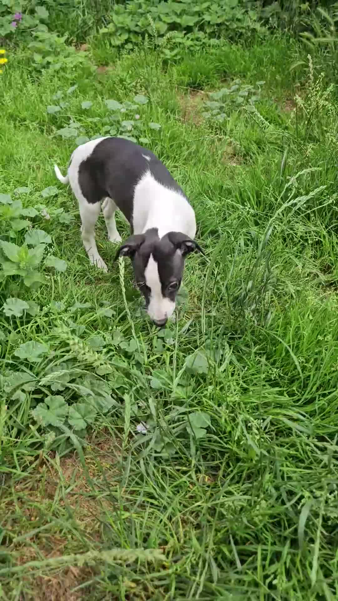 Whippet dogs for sale:  Gorgeous girl ready now - Video 1
