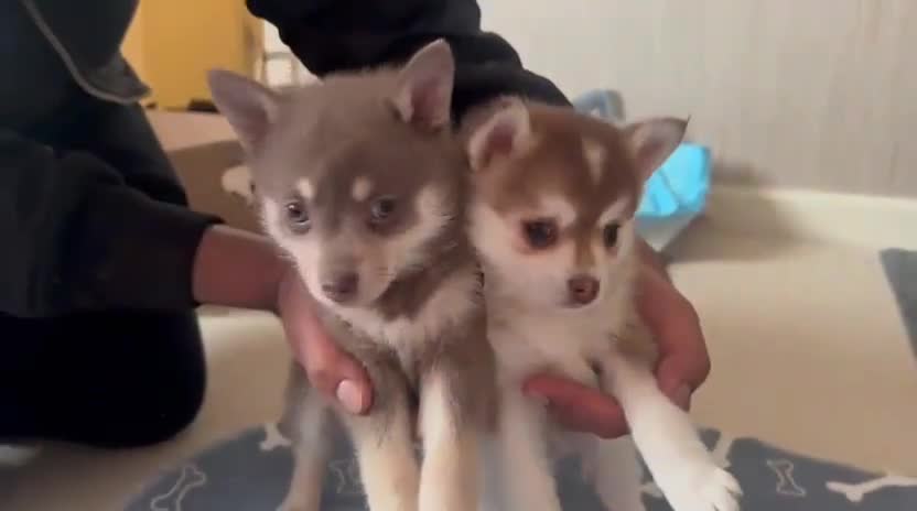 Pomsky dogs for sale: Blue & tan girl, green eyes & chocolate/Red nose - Video 2