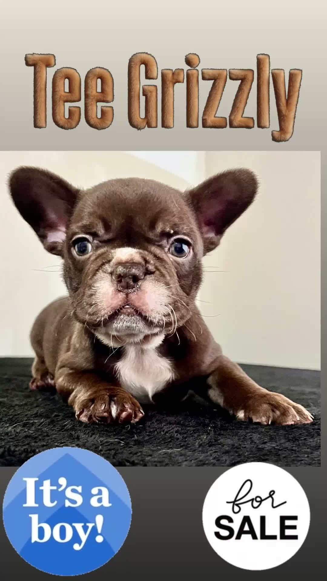 French Bulldog dogs for sale: 4 rojo male frenchie puppys - Video 3