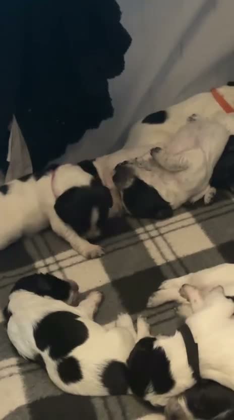 Sprocker dogs for sale: Stunning Merle & Traditional B/W Sprocker Puppies  - Video 2