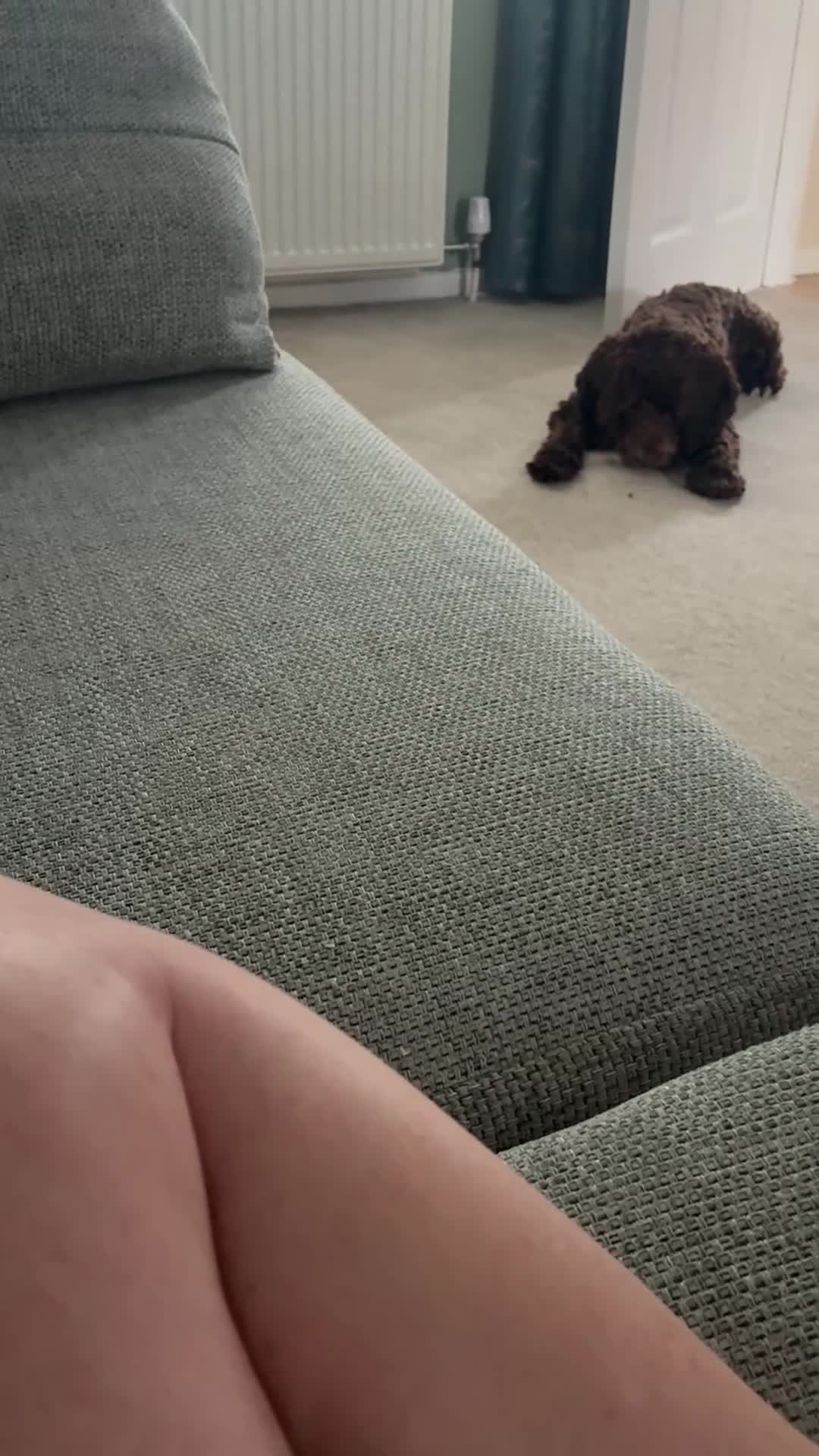 Cockapoo dogs for stud: Beautiful Chocolate F1 Cockapoo Stud 🐾 in Weston-super-Mare - Video 1
