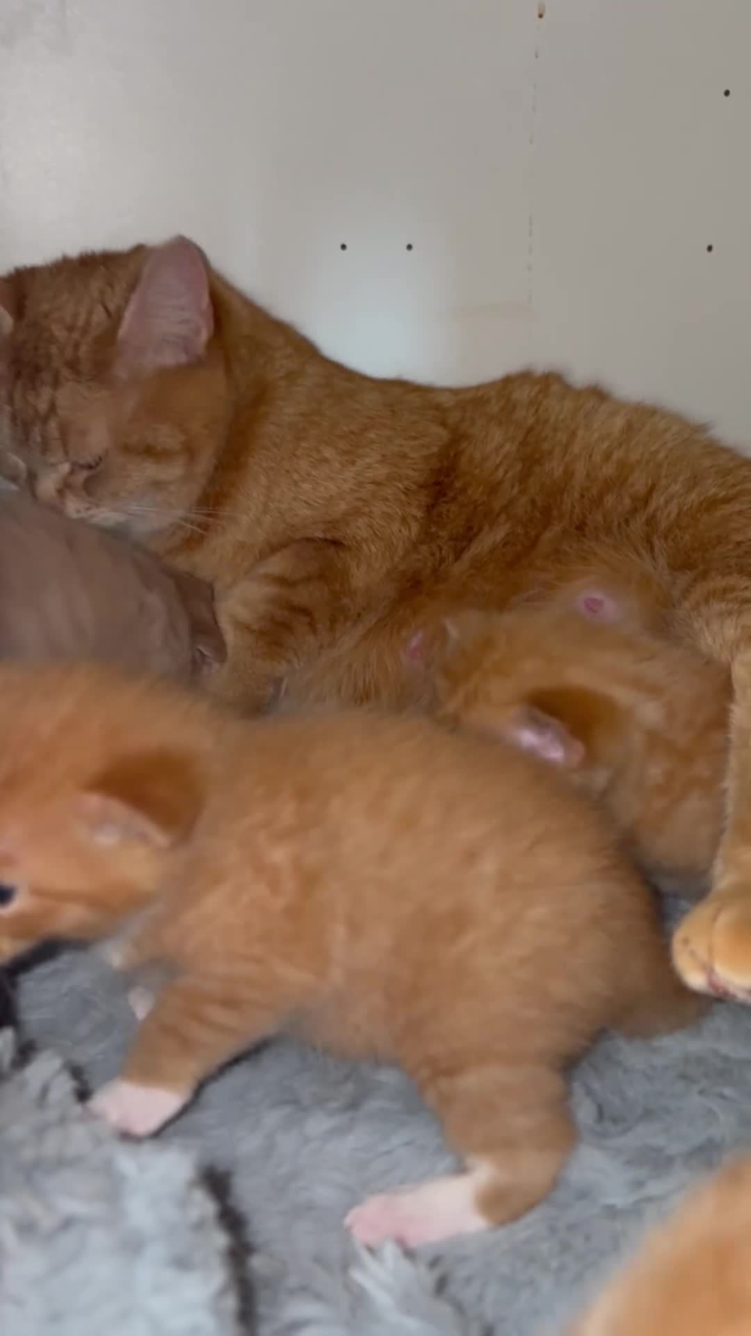 Mixed Breed cats for sale: Maine Coone x Ragdoll Full Ginger Litter - Video 1