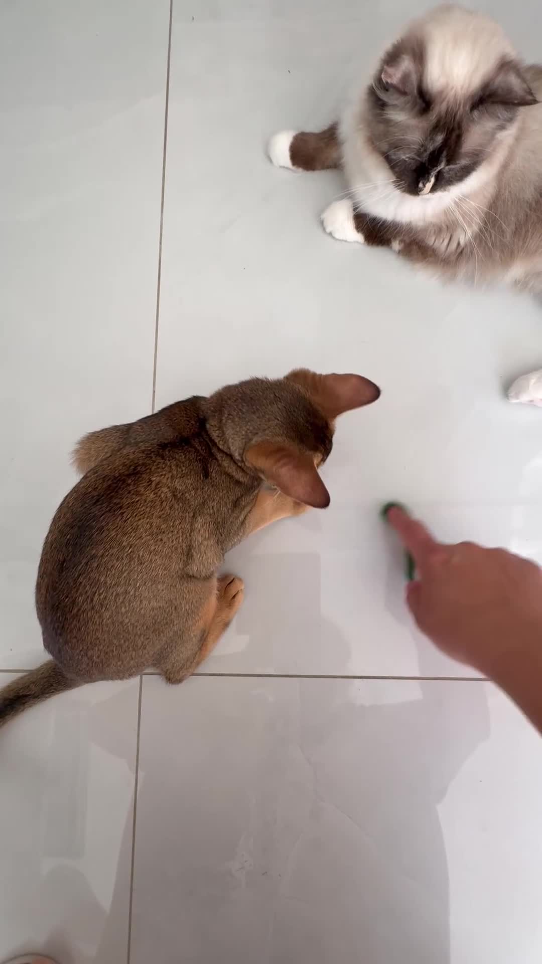 Abyssinian cats for sale: Beautiful abyssinian kittens - Video 5