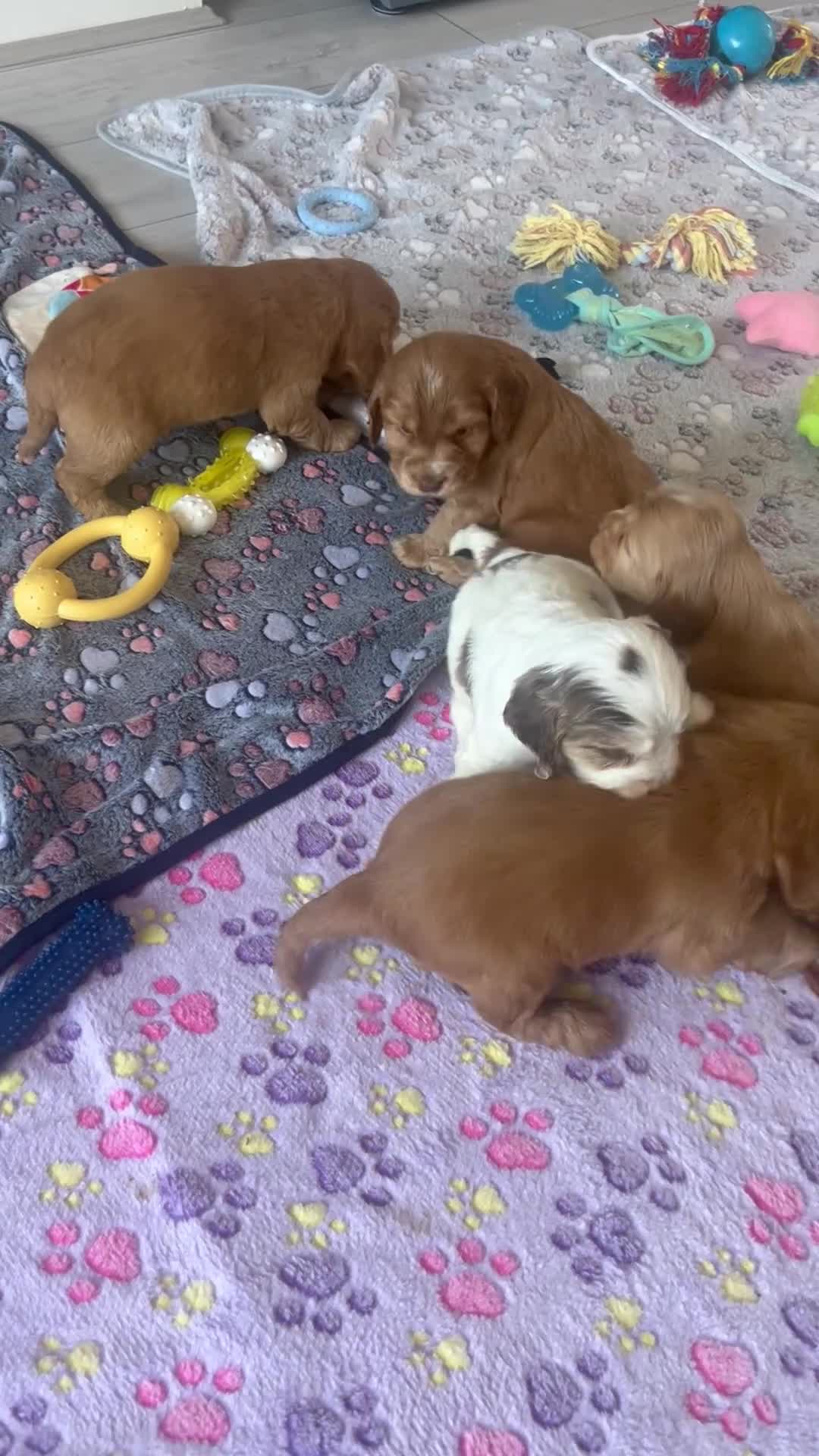 Cocker Spaniel dogs for sale: Fabulous show type KC reg health tested.   - Video 1