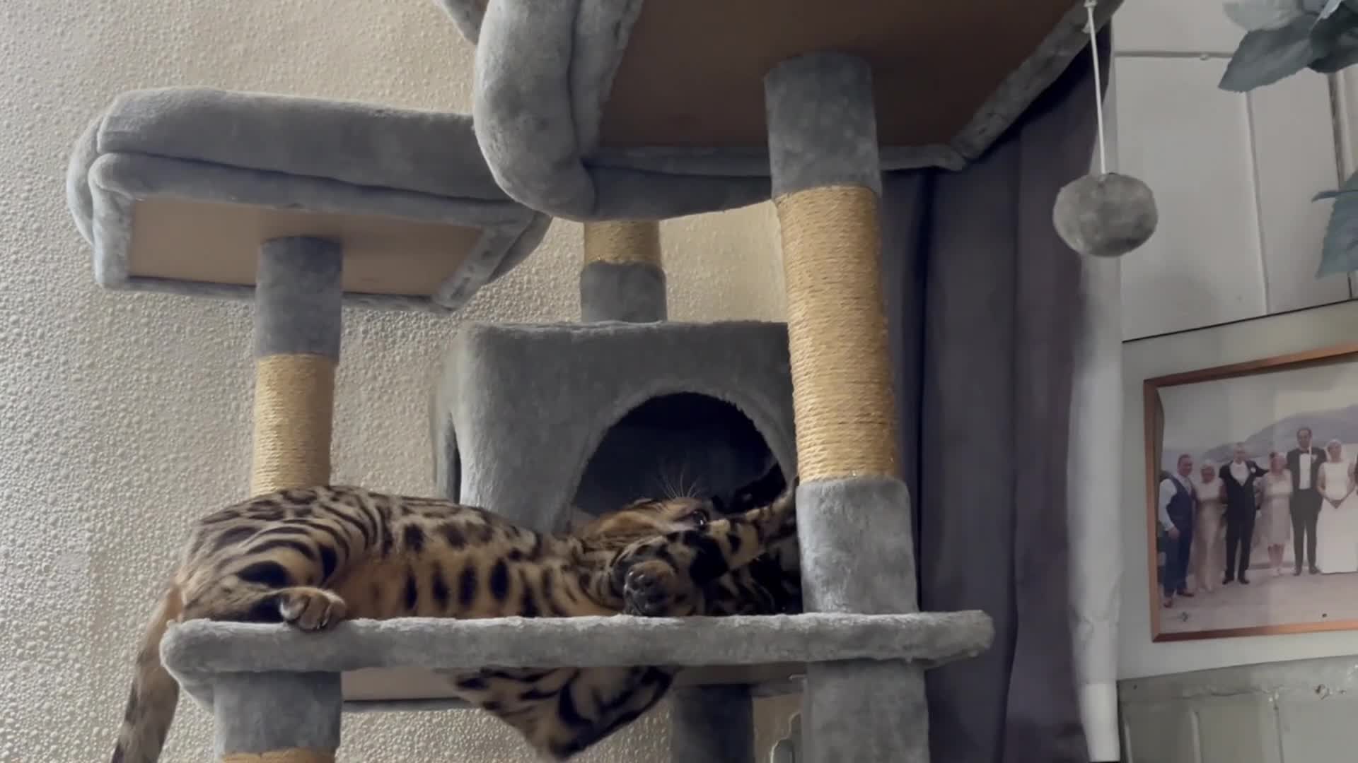 Bengal cats for sale: 2 Beautiful Bengal girls- vet owned  - Video 1