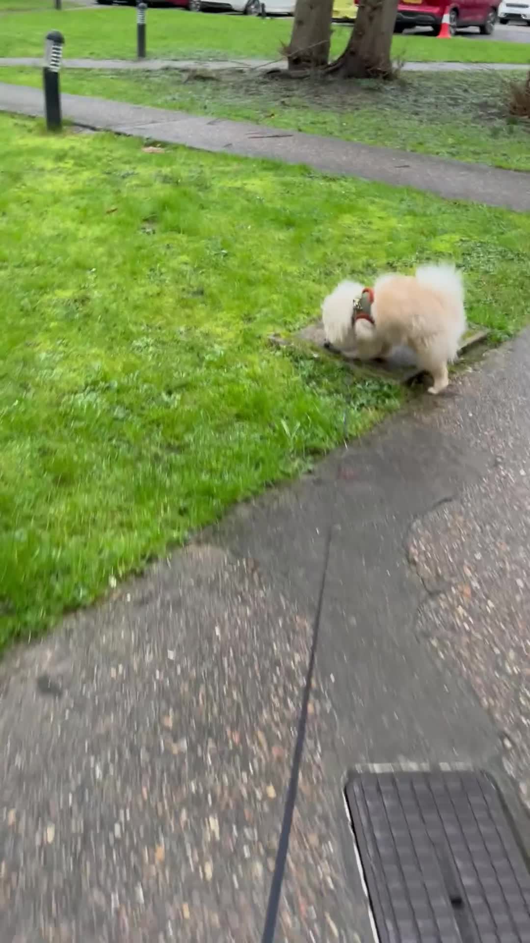 Pomeranian dogs for sale: Pomeranian - Video 2