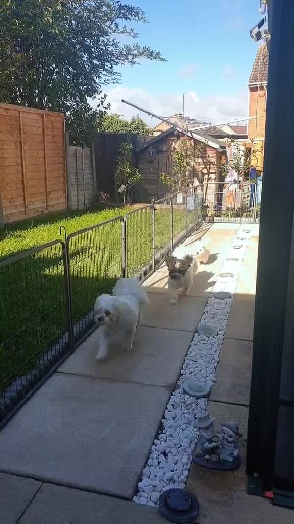 Bichon Frise dogs for sale: Bishon poppy's available  - Video 1