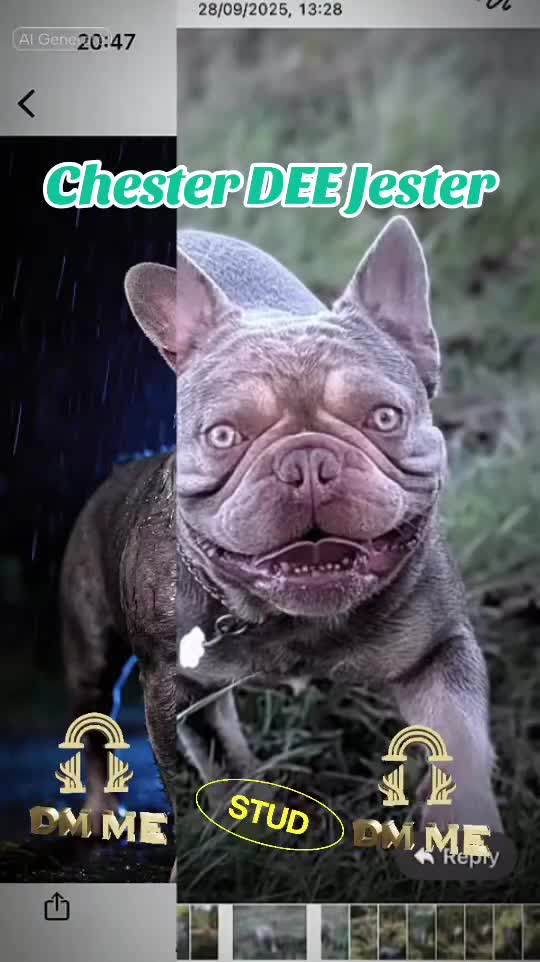 French Bulldog dogs for stud: Stunning French Bulldog For Stud in Dundee - Video 5