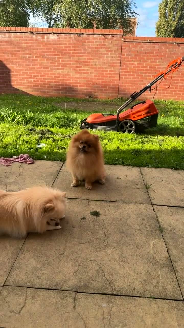 Pomeranian dogs for stud:  **  Pomeranian stud  - Video 2
