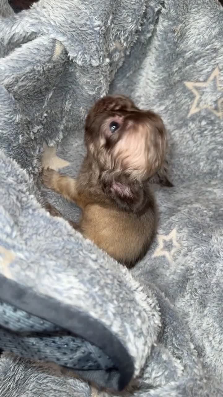 French Bulldog dogs for sale: Fluffy French bulldogs  in Nottingham - Video 1