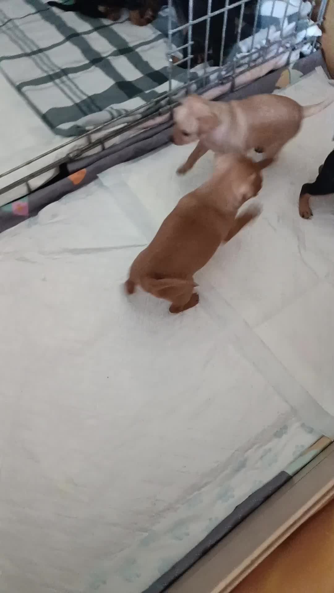 Miniature Pinscher dogs for sale: Miniature Pinscher puppies  - Video 2