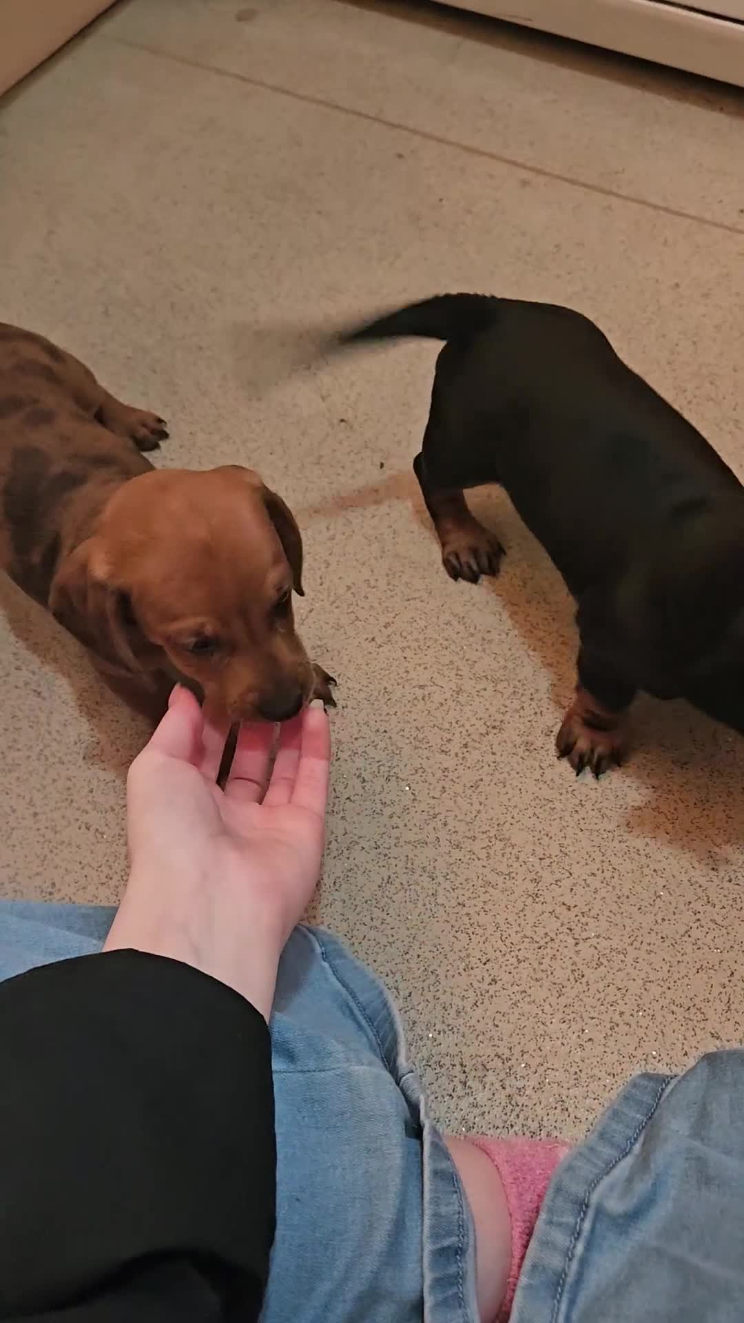 Dachshund dogs for sale: Dachshund puppies for sale  - Video 3