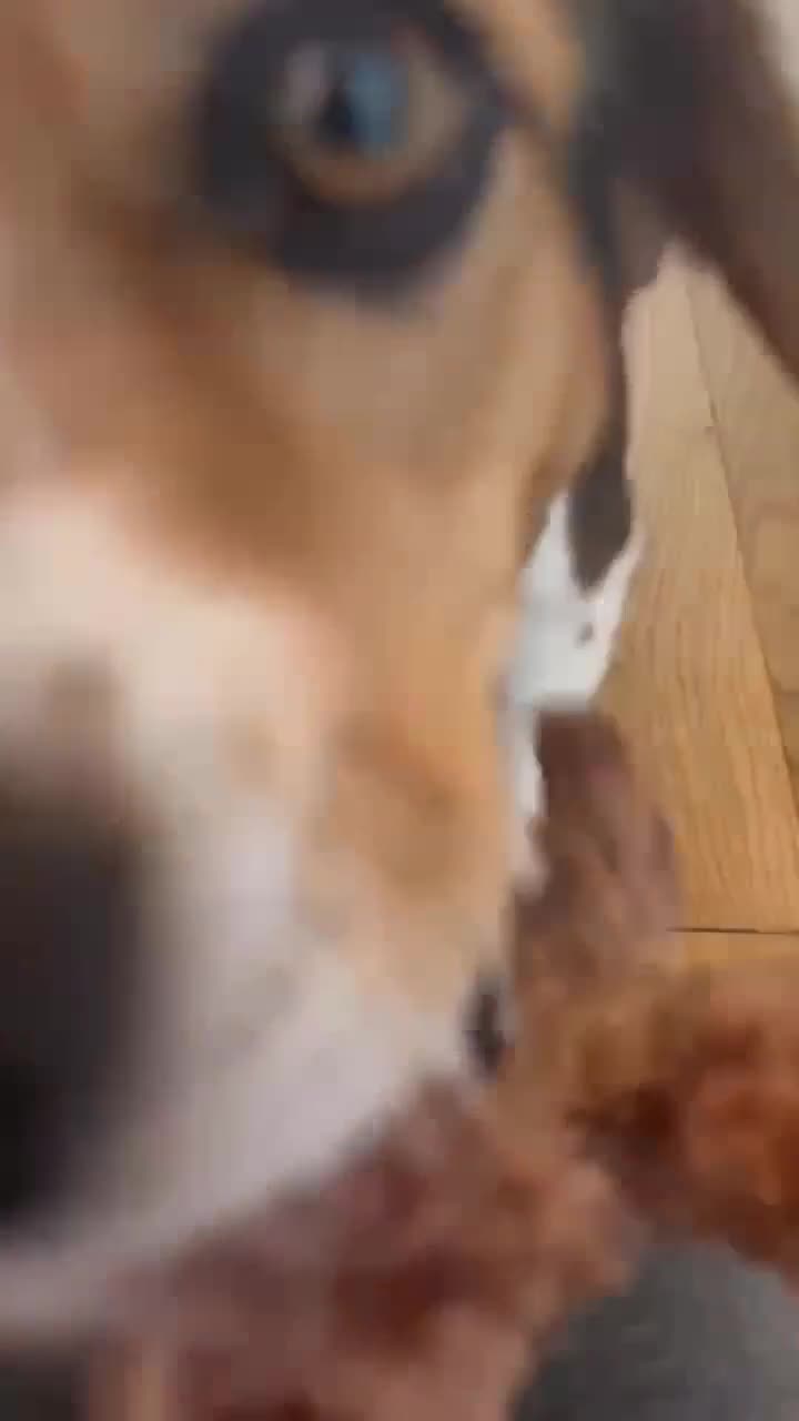 Mixed Breed dogs for adoption: Maria - FOR ADOPTION  in Buxton - Video 1